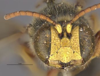 Media type: image;   Entomology 516 Aspect: head frontal view